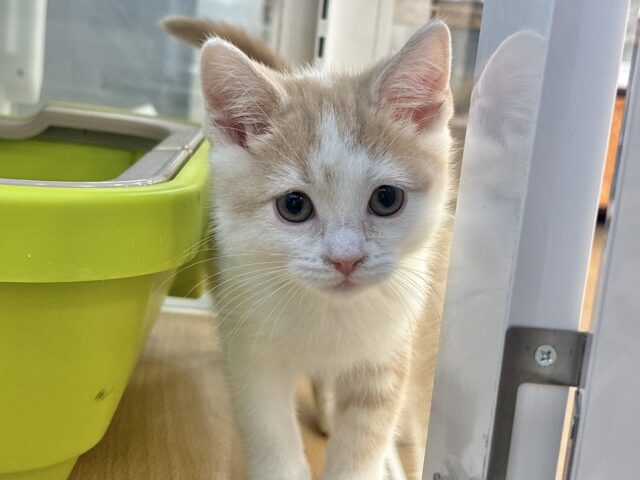 スコティッシュストレート