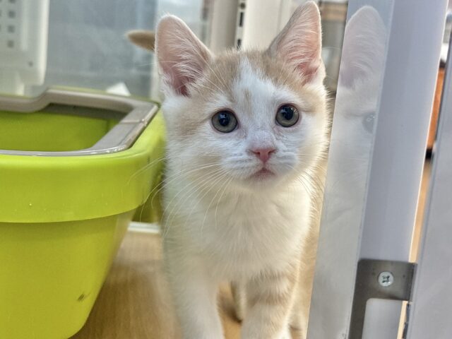 スコティッシュストレート