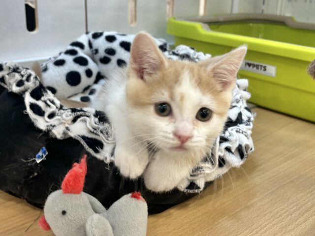 スコティッシュストレート