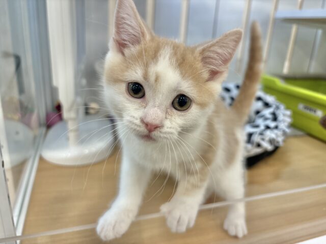 スコティッシュストレート