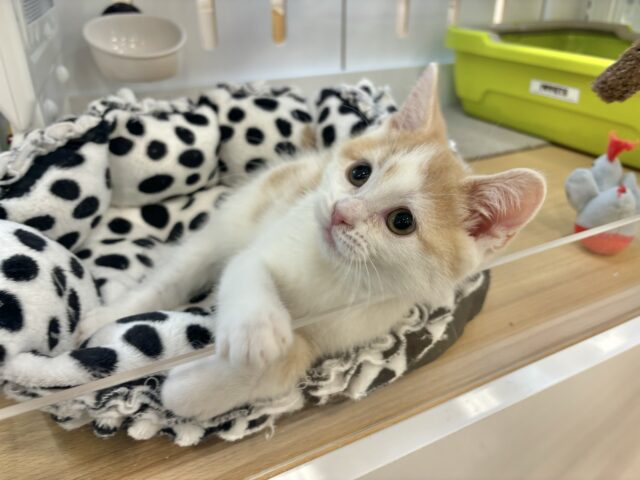 スコティッシュストレート