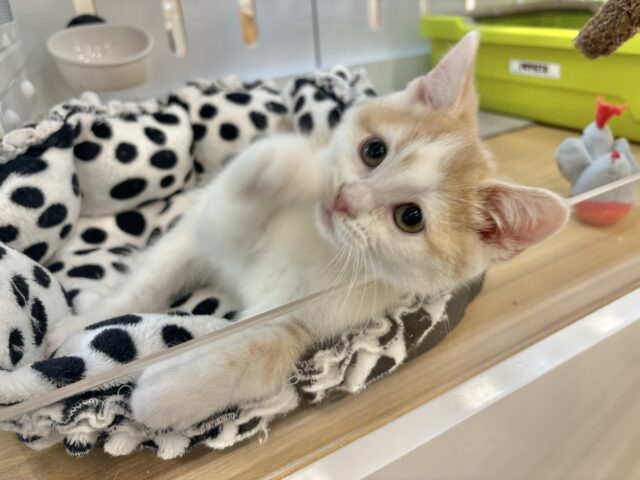 スコティッシュストレート