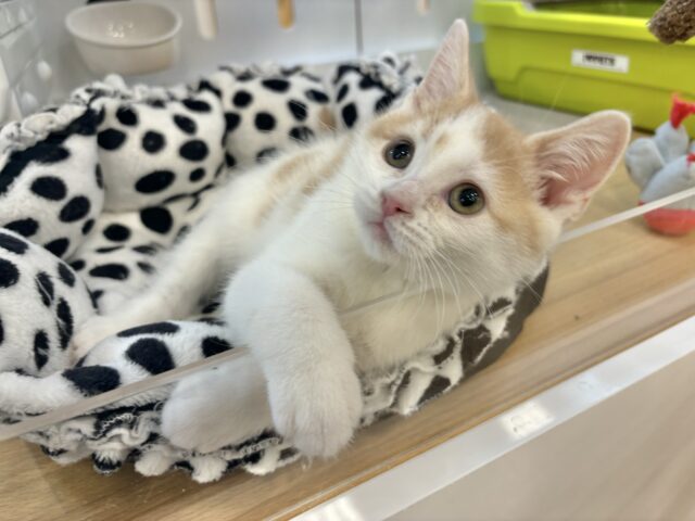 スコティッシュストレート