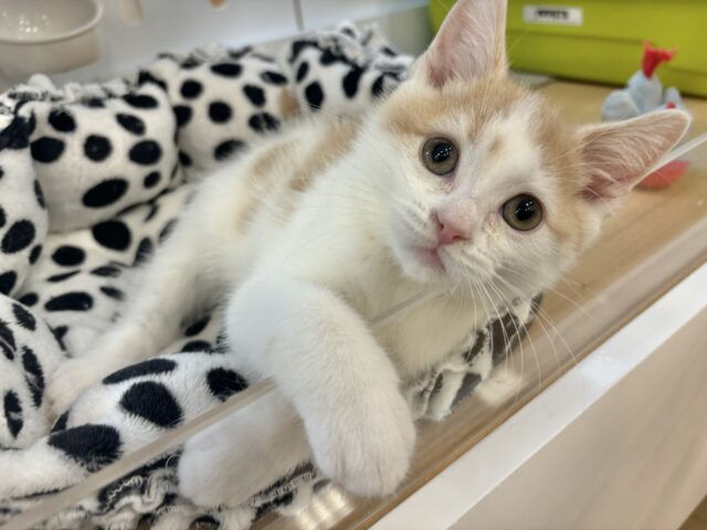 スコティッシュストレート