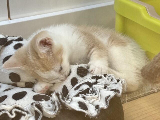 スコティッシュストレート