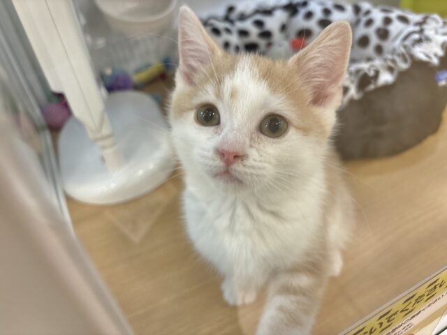 スコティッシュストレート