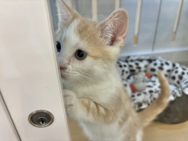 スコティッシュストレート