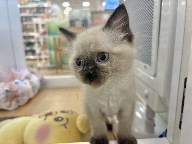 ブリティッシュショートヘア