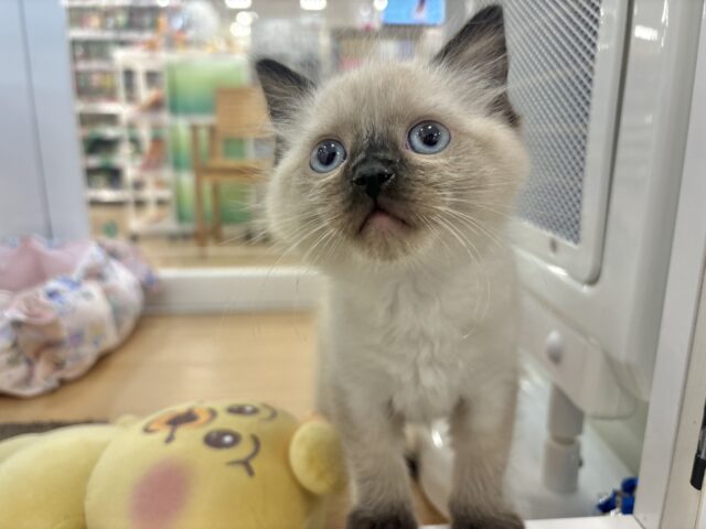 ブリティッシュショートヘア