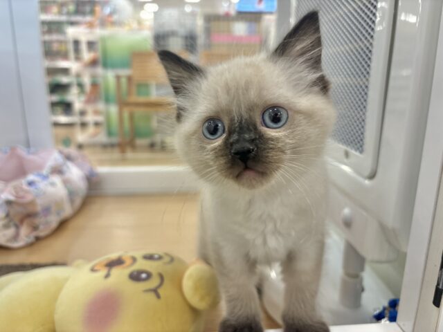 ブリティッシュショートヘア