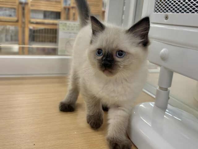 ブリティッシュショートヘア