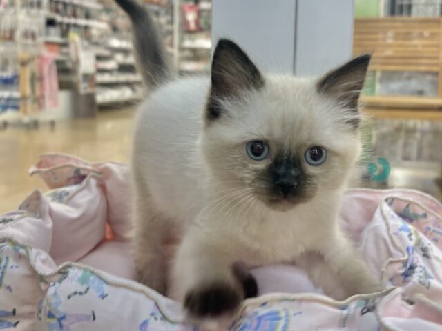 ブリティッシュショートヘア