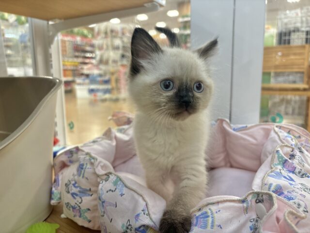 ブリティッシュショートヘア