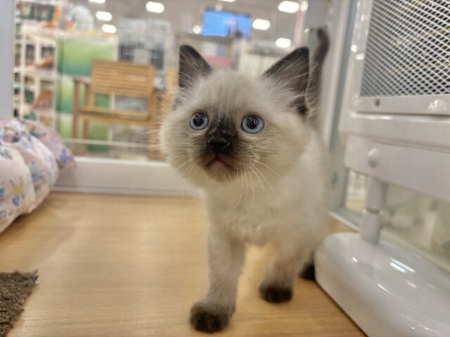 ブリティッシュショートヘア