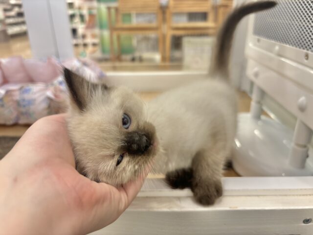 ブリティッシュショートヘア