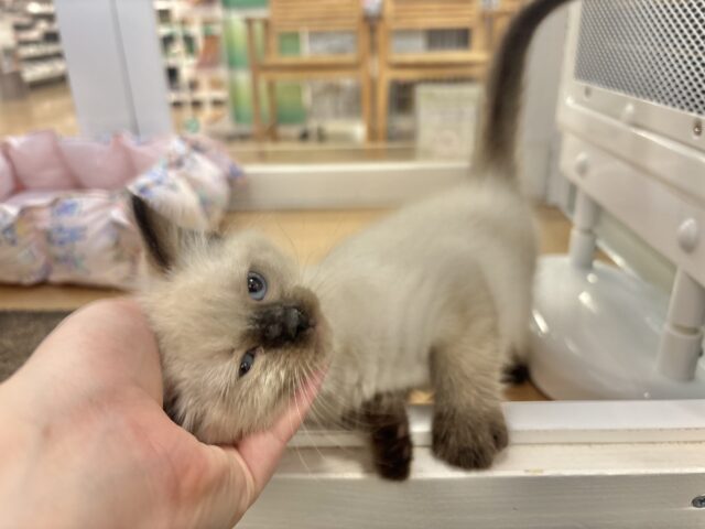 ブリティッシュショートヘア