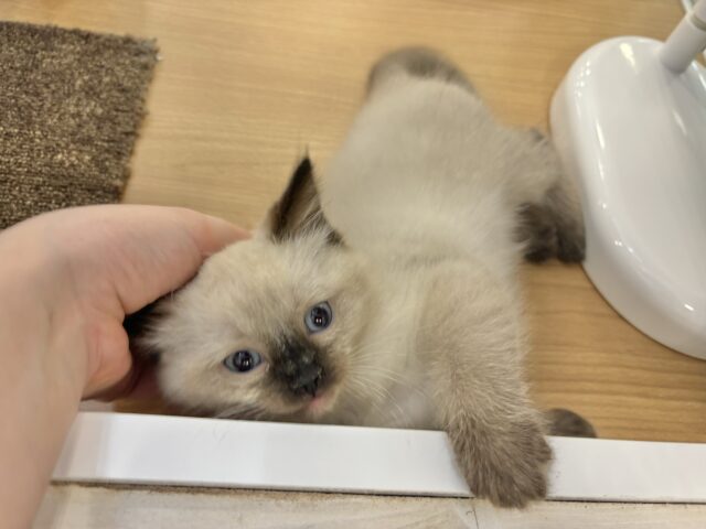 ブリティッシュショートヘア