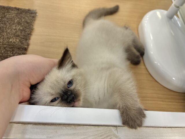 ブリティッシュショートヘア