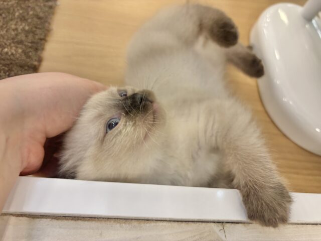 ブリティッシュショートヘア