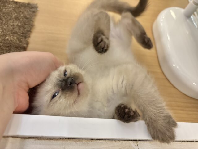 ブリティッシュショートヘア