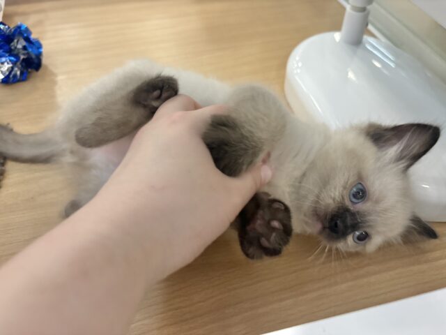 ブリティッシュショートヘア