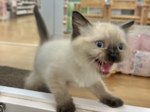 ブリティッシュショートヘア