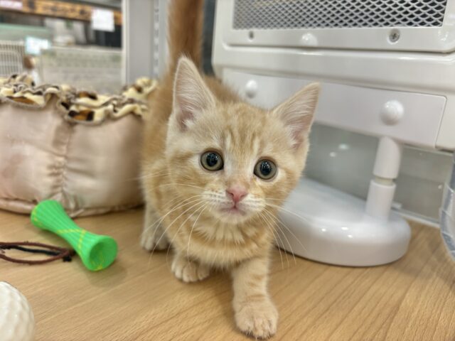 アメリカンショートヘア