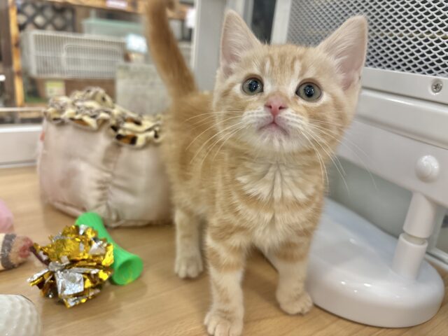 アメリカンショートヘア