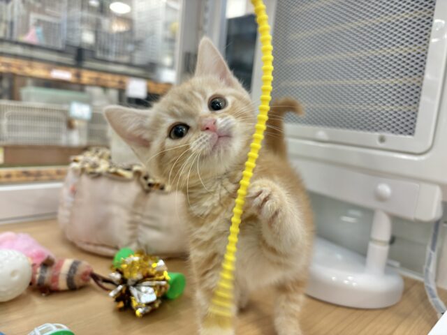 アメリカンショートヘア