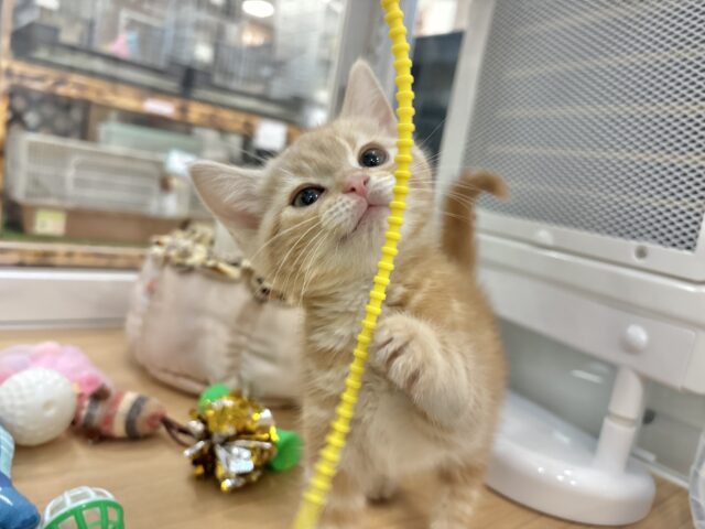 アメリカンショートヘア