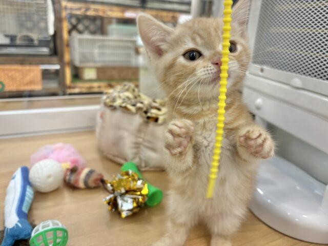 アメリカンショートヘア