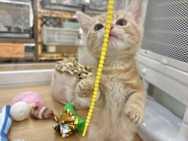 アメリカンショートヘア