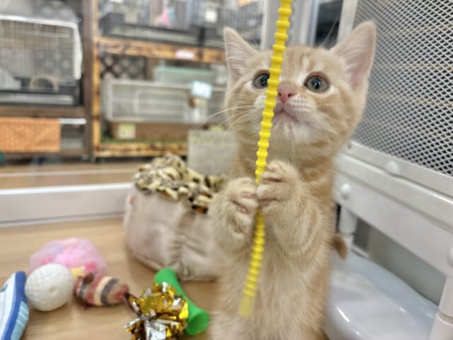 アメリカンショートヘア