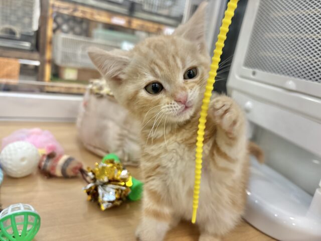 アメリカンショートヘア