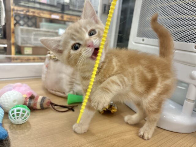 アメリカンショートヘア