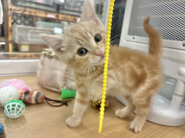 アメリカンショートヘア