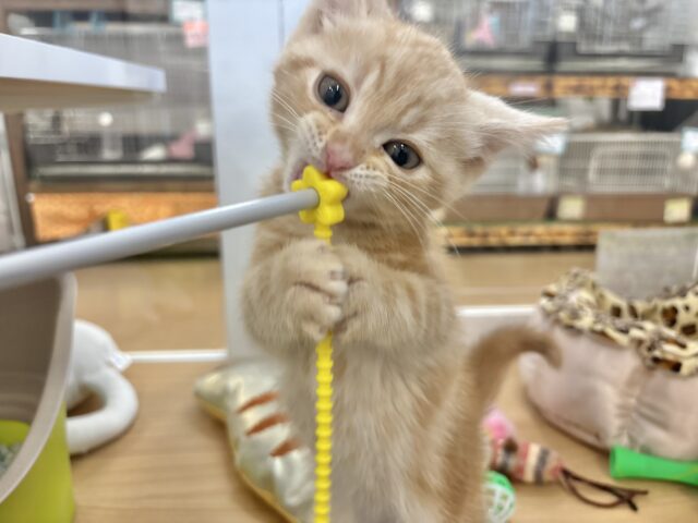 アメリカンショートヘア