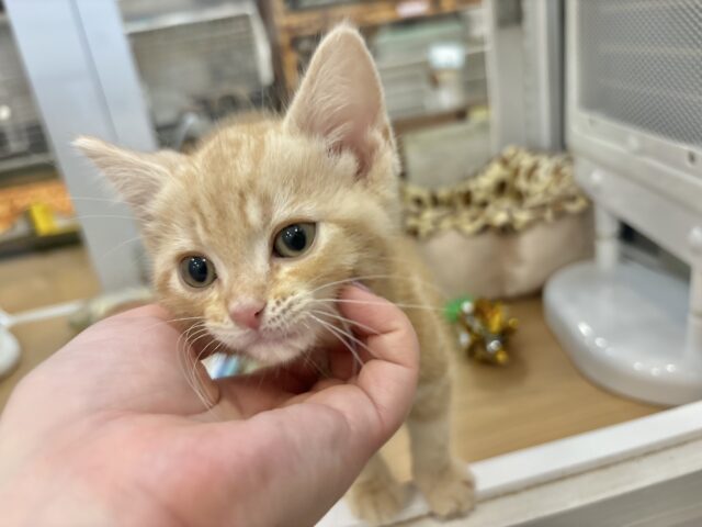 アメリカンショートヘア