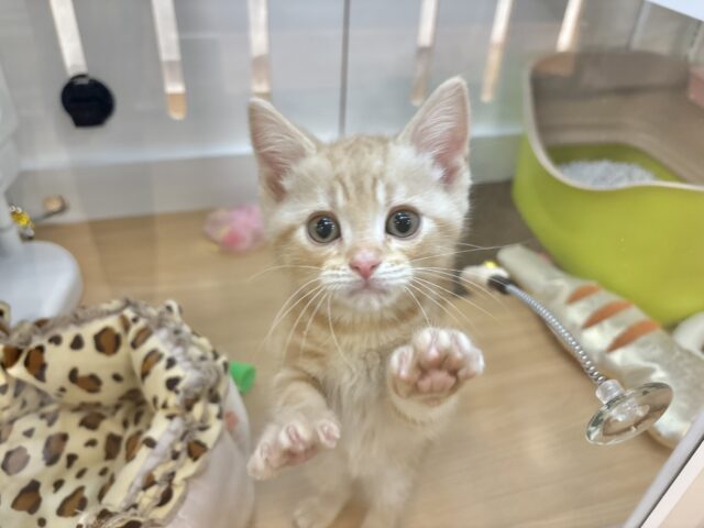 アメリカンショートヘア