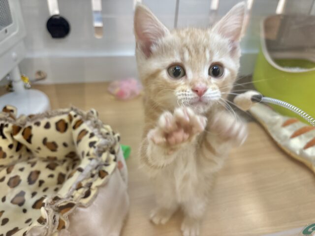 アメリカンショートヘア