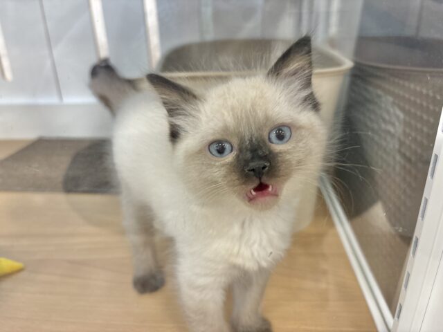 ブリティッシュショートヘア