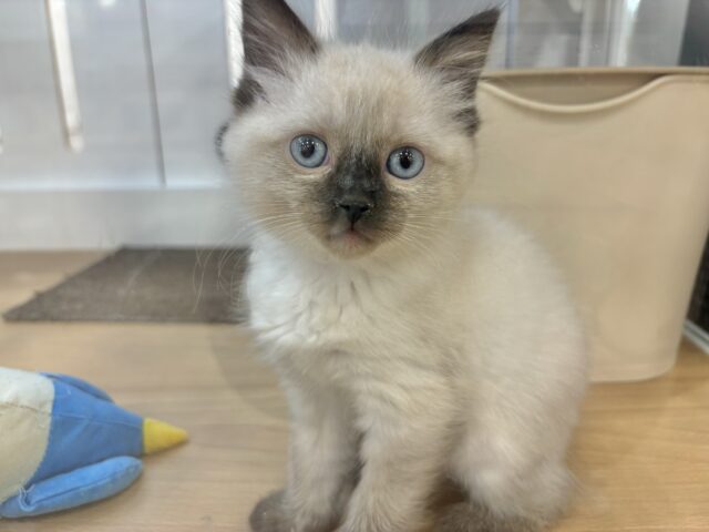 ブリティッシュショートヘア