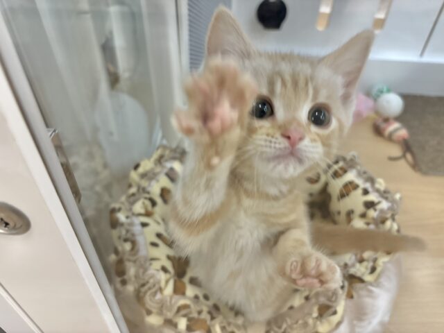 アメリカンショートヘア