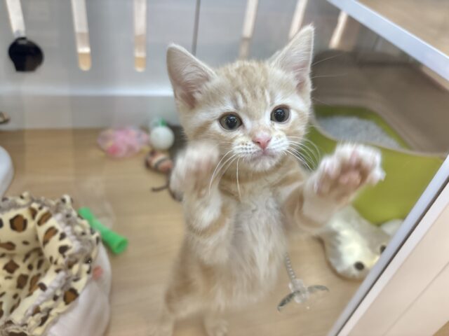 アメリカンショートヘア