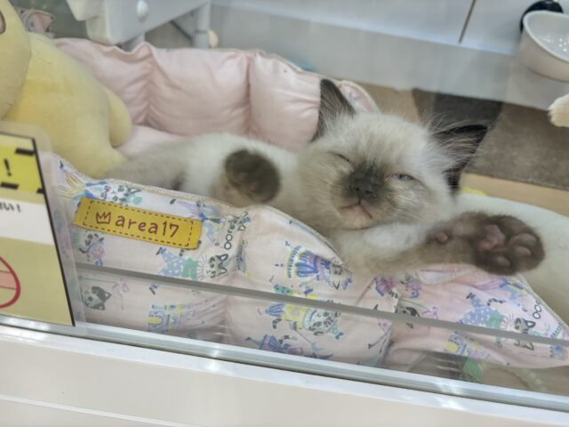 ブリティッシュショートヘア