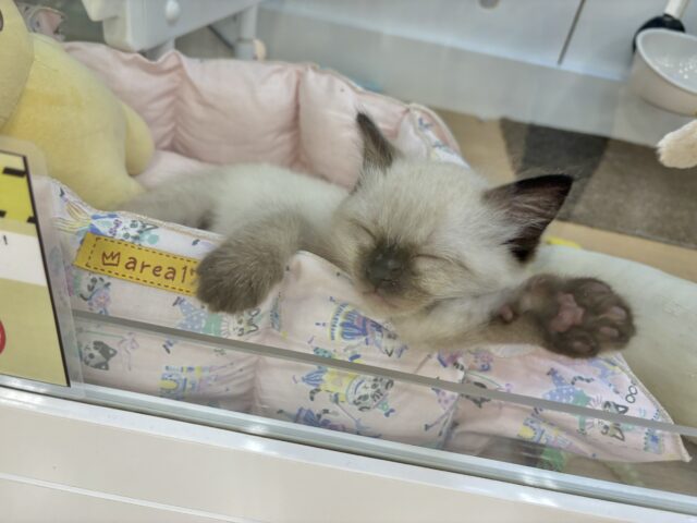 ブリティッシュショートヘア