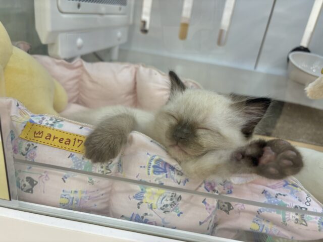 ブリティッシュショートヘア