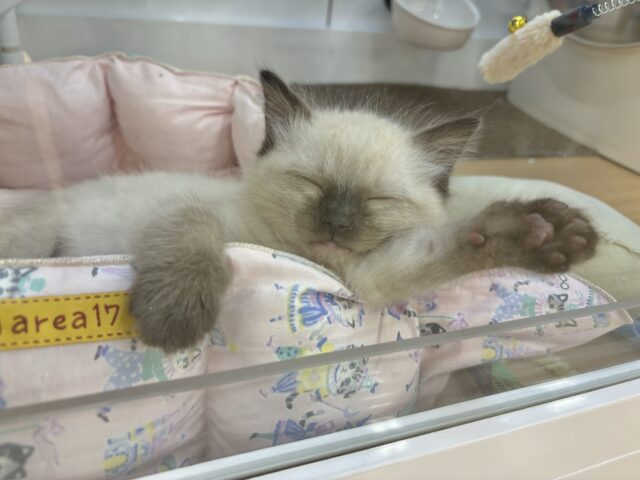 ブリティッシュショートヘア