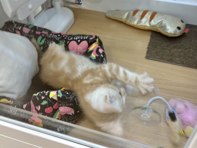 アメリカンショートヘア