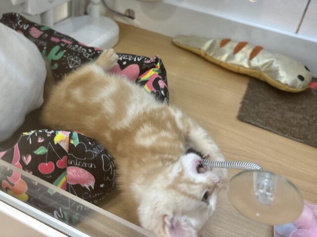 アメリカンショートヘア